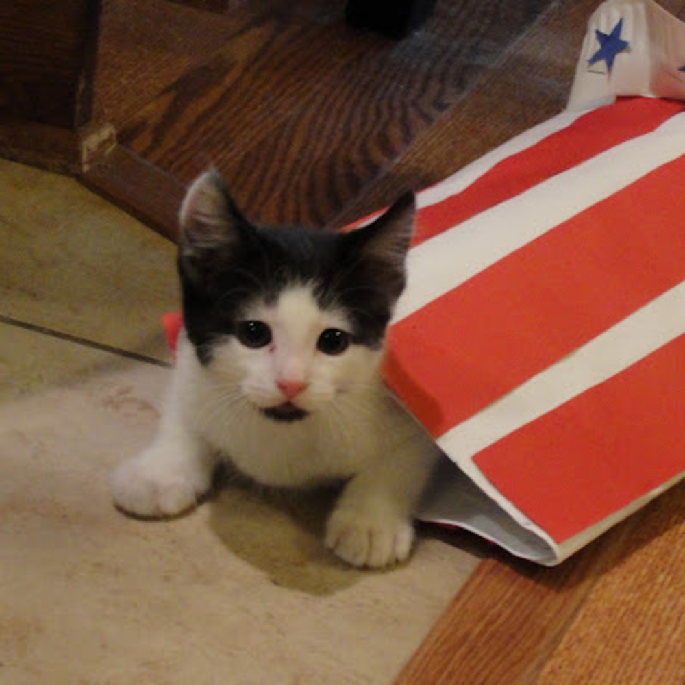 Meet your Posher, Kaitlin